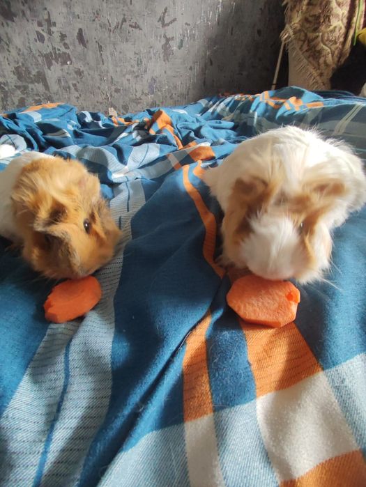 Морские  свинки .