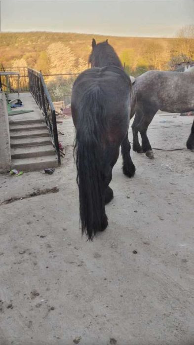 Eapă de 5 ani 8,9 sute kg  a făta mai are o lună