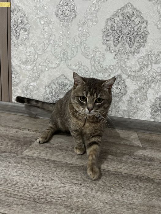 Отдам кота 1 годик