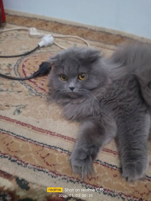 Мушук сотилади 1 ёш