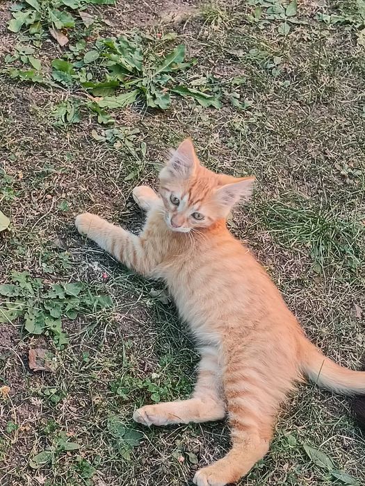 Подарявам мъжко коте