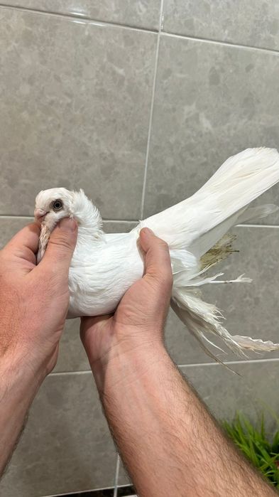 Продам самца гульбадама