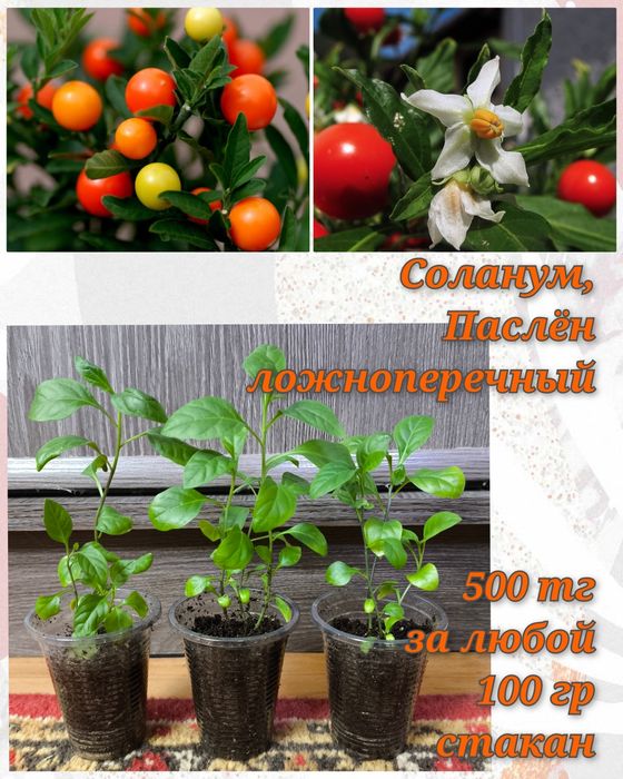 Глоксинии, гименокаллис, соланум и др.