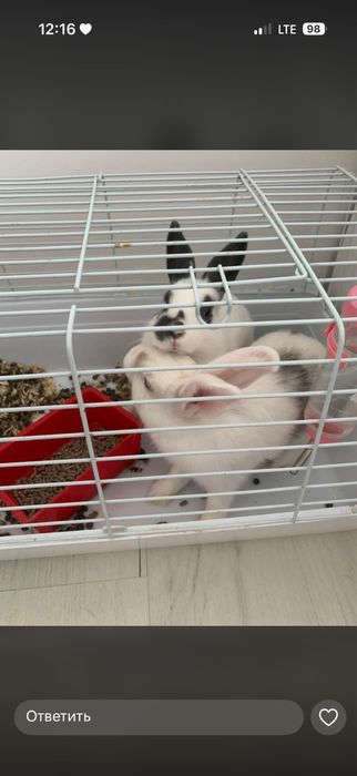 Продам Кроликов  с клеткой
