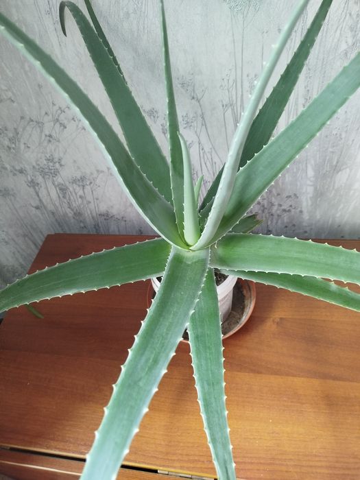 Алоэ вера (5 лет)