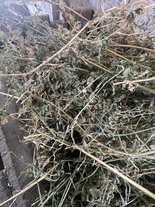 Baloti lucerna  calitatea intai