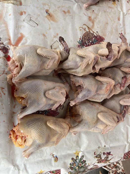 Куры домашние резаные