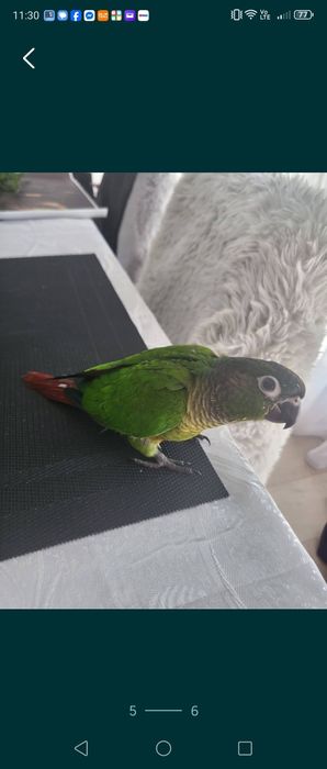 Papagal pyrura molinae Galați Brăila