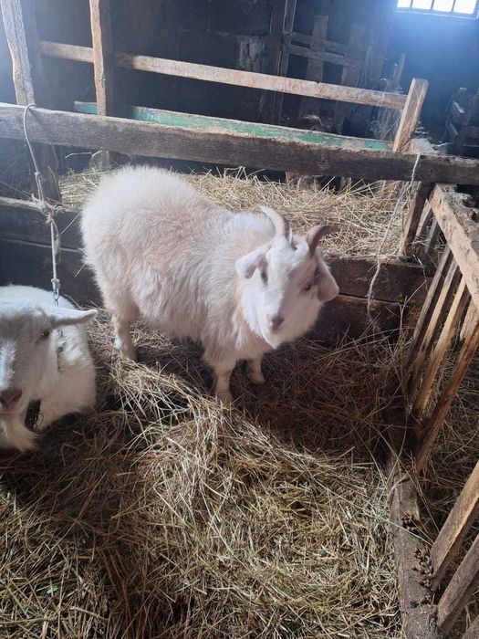 Зааненский козлик