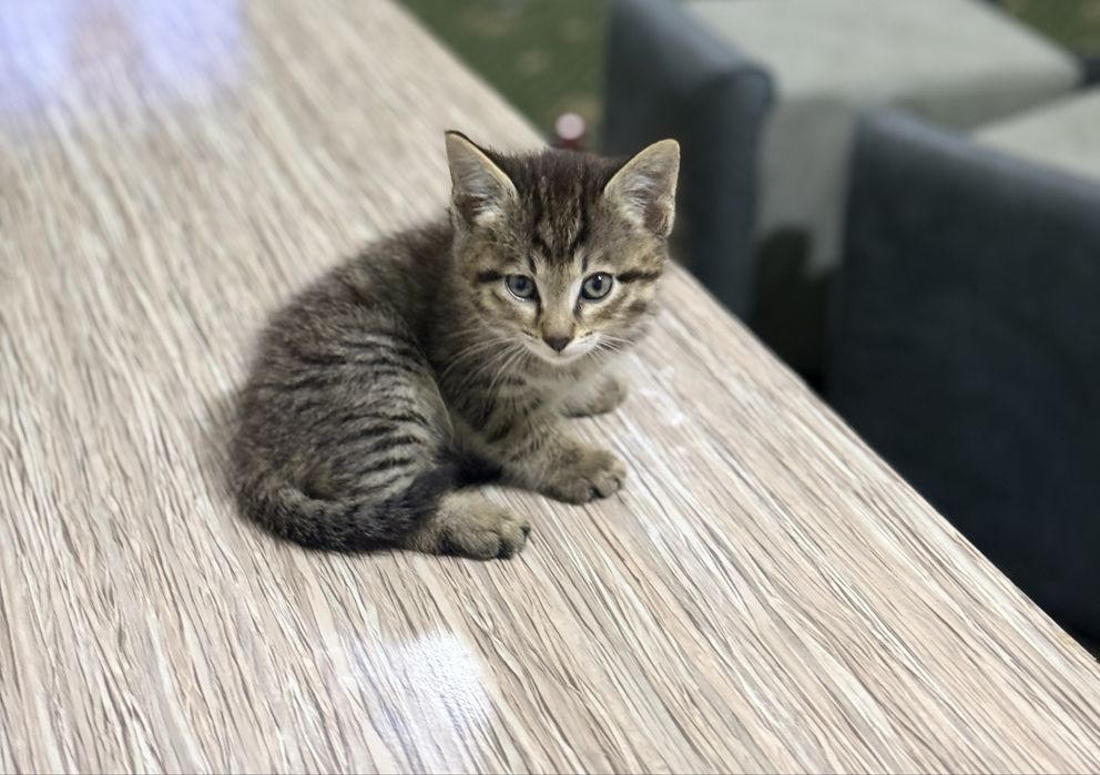 Котенок сиамский