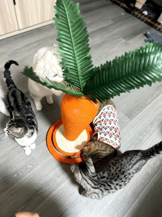 Когтеточка для кошек котов игрушка в форме морковки зоотовар