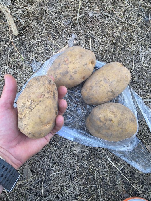 Домашняя картошка