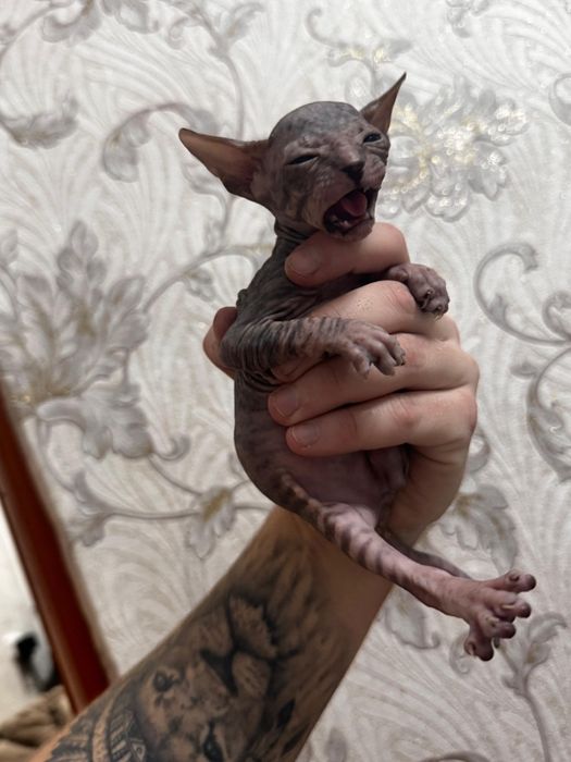 Котенок Донского сфинксов