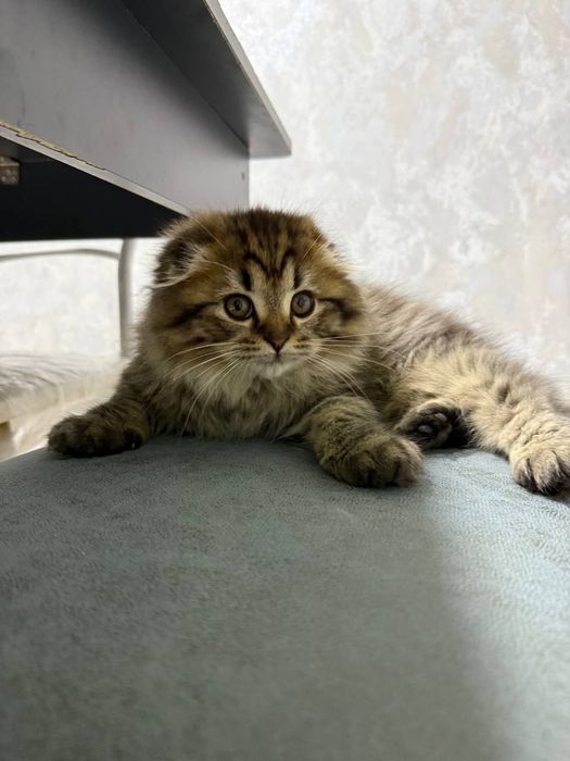 Mushukchalar sotiladi!!!