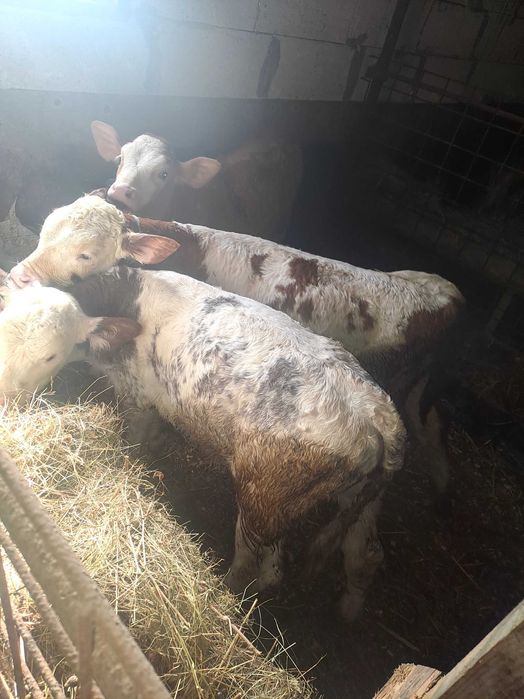 Vitei semi întarcati