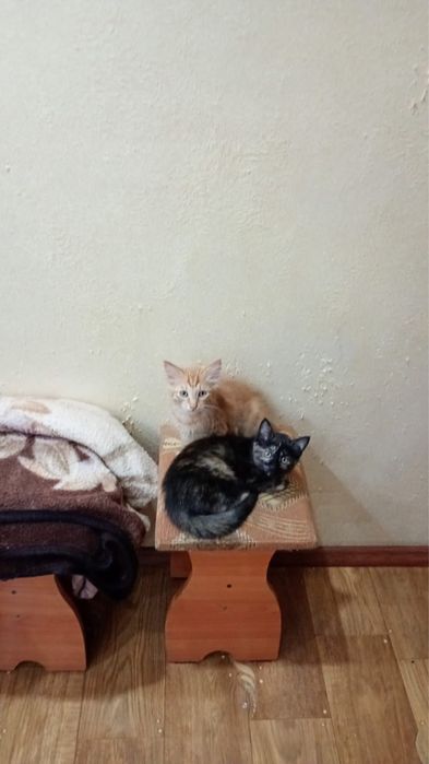 Отдам рыжего котенка