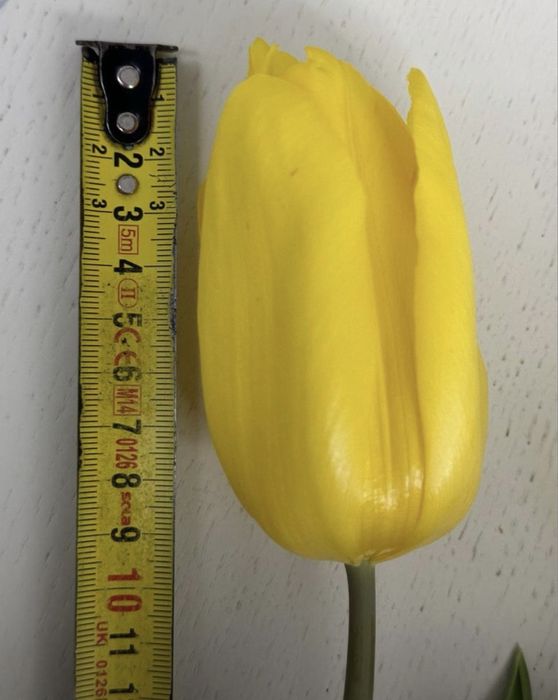 Тюльпаны оптом и в розницу