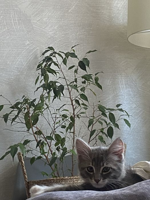 Отдам котенка в добрые руки