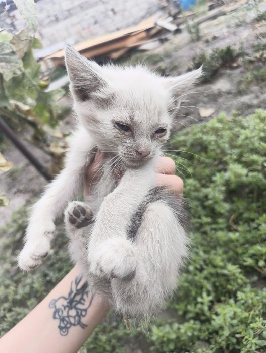 Маленькие котята