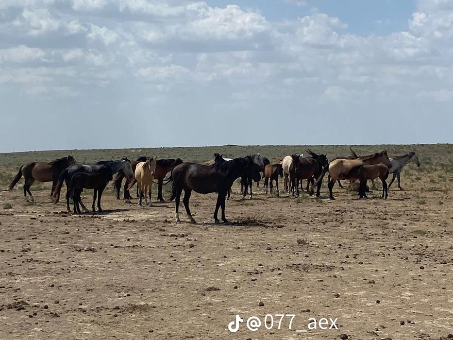Бир уир жылкы сатылады кырда журген
