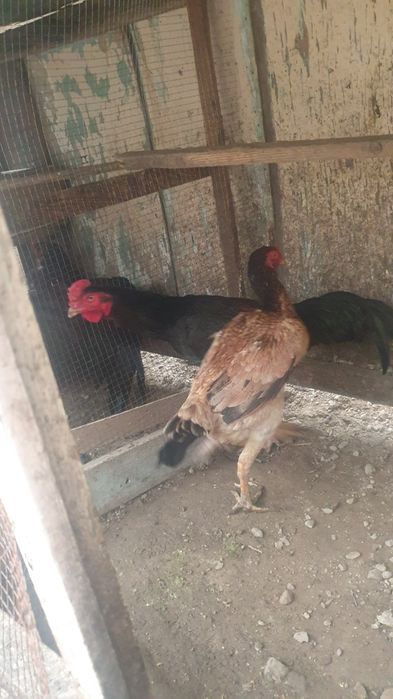 Bobo xo'roz va tovuq sotiladi