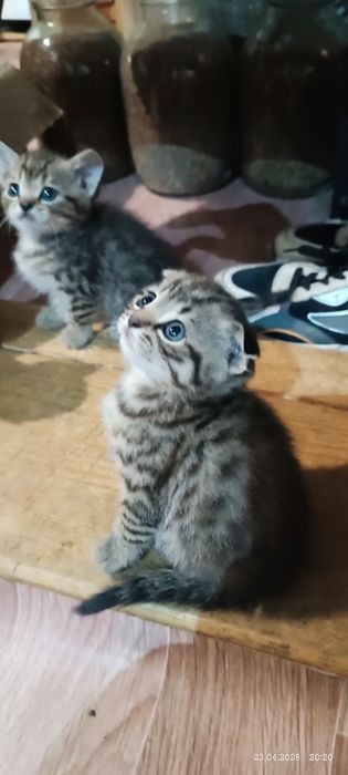 Британские котята