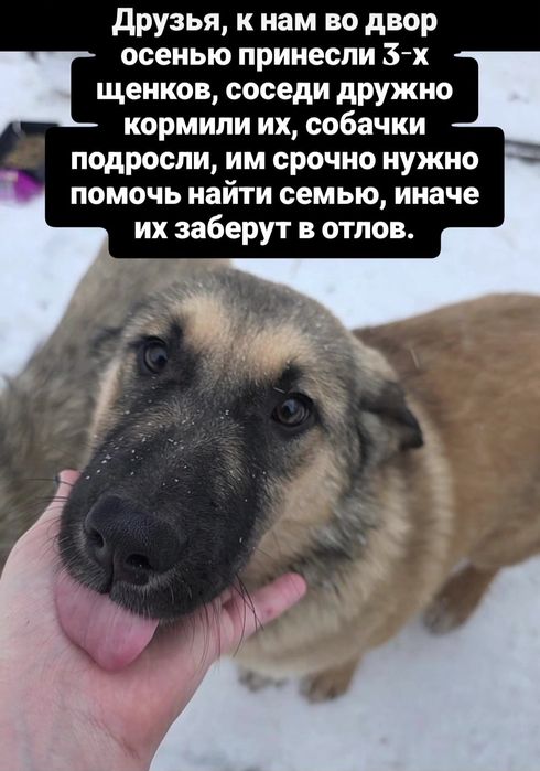 Щенки в добрые руки