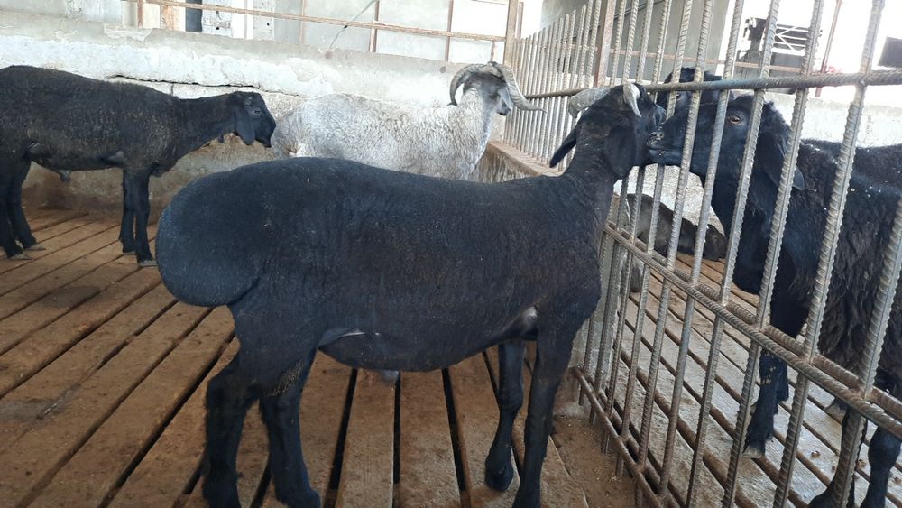 Ақиқа ва маросимлар учун тирик қўйлар