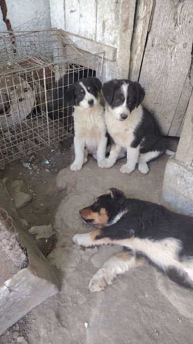 Adopții cățeluși