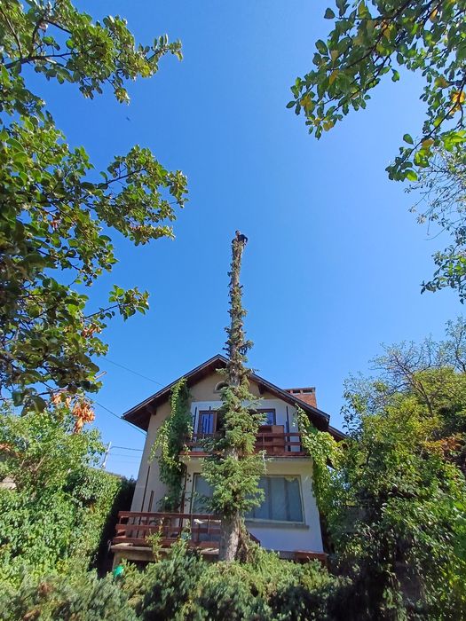 Рязане на високи опасни дървета