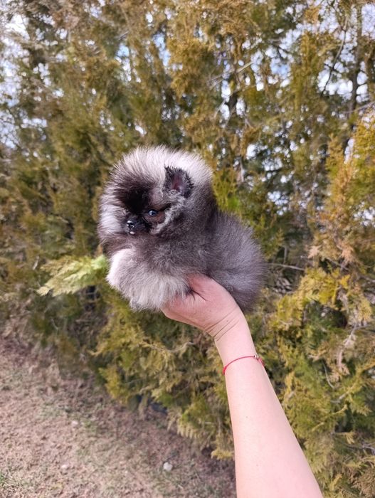 Pomeranian mini toy