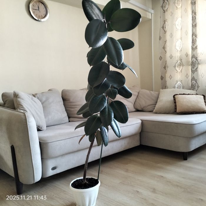 Фикус черный принц.