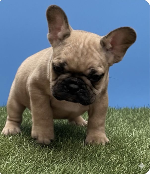 Шикарная девочка французкого бульдого