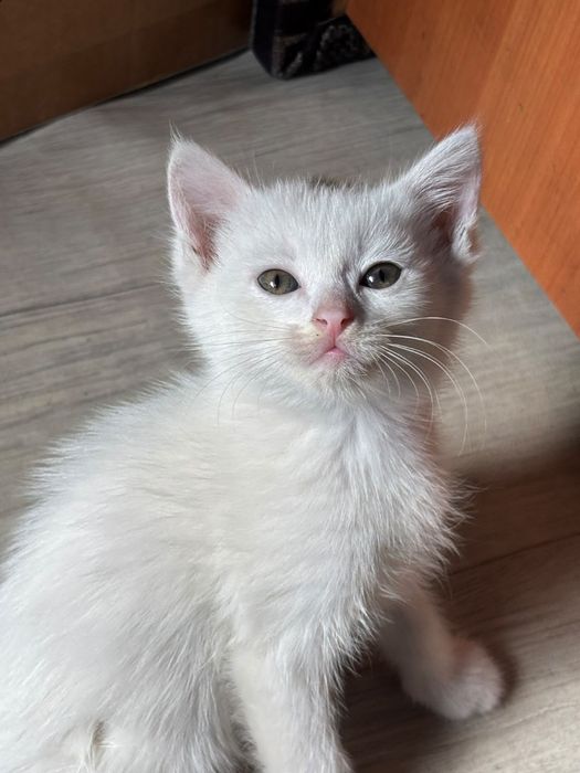 Отдам котят бесплатно