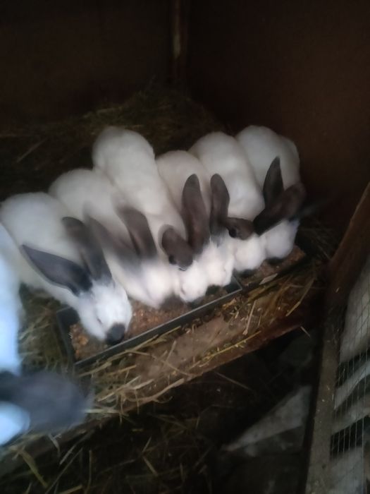 Iepuri de rasa de vânzare