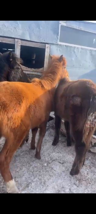 Продам жеребят .