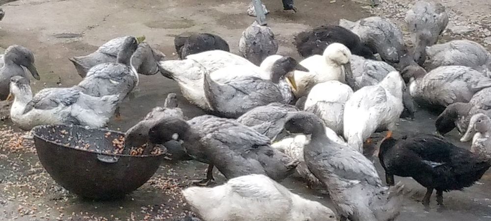 O‘RDAK SOTILADI

Uy sharoitida yaxshi pa