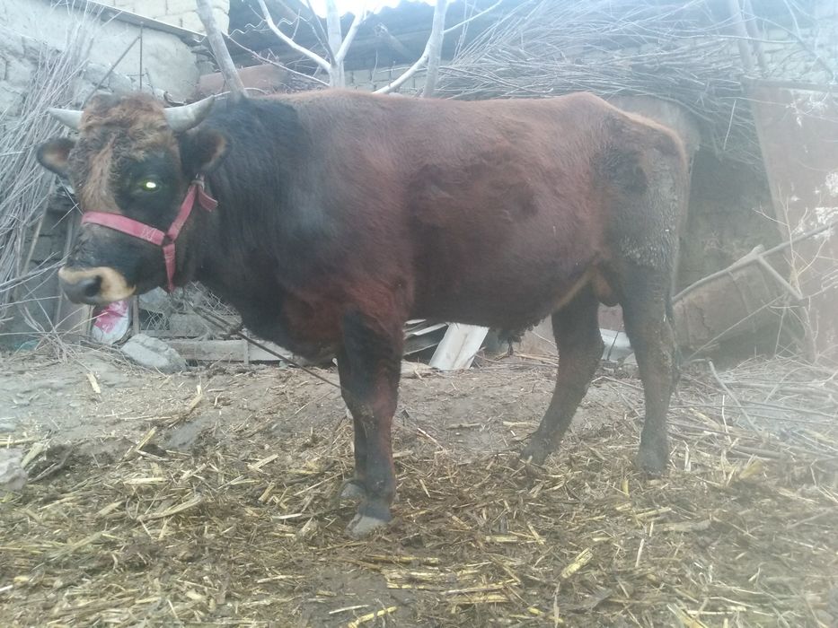 kafolat berilmaydi isiq jonu odamga garyanta yu