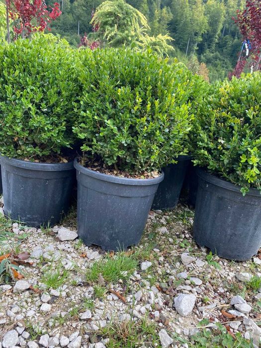 Plante Decorative pentru Curti