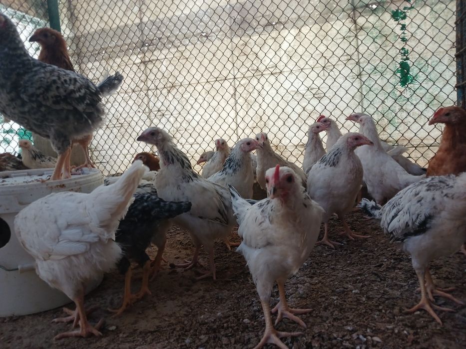 Ленинградтық жезөкше клип