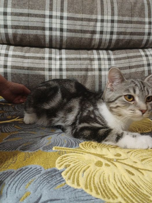 Котёнок девочка в добрые руки