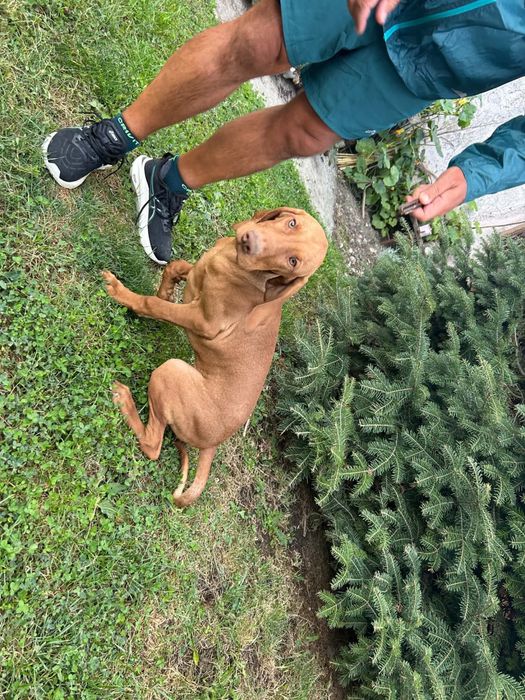 catei  vizsla maghiara