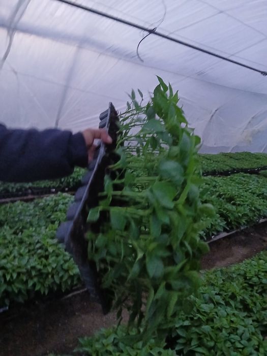 Producator  Răsaduri , vanzare toata tara