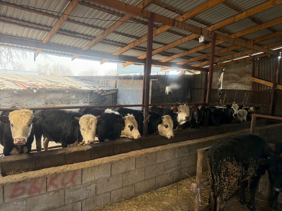 Продам быков годичные  , хорошие упитаные