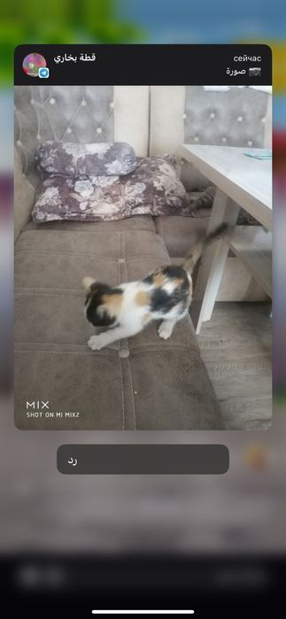 Кошка красивая чистая умная