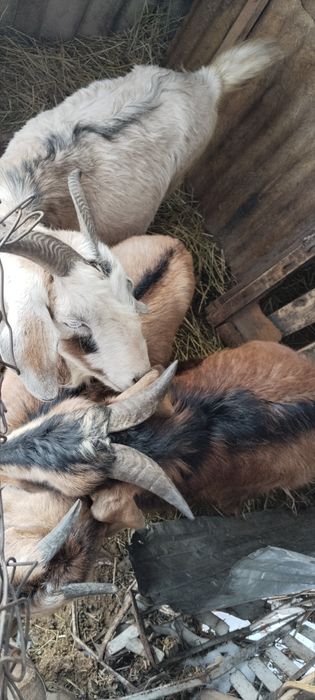 Ешкі сатылады.Алпиньский