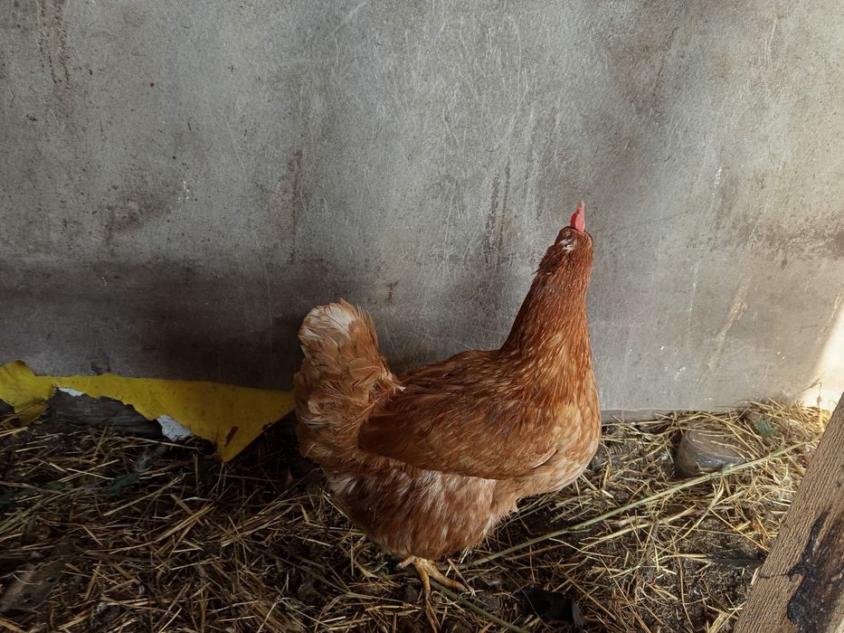 Инкубационные яйца