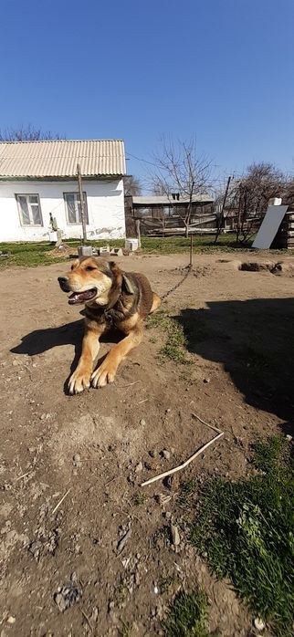 Продам щенок САО