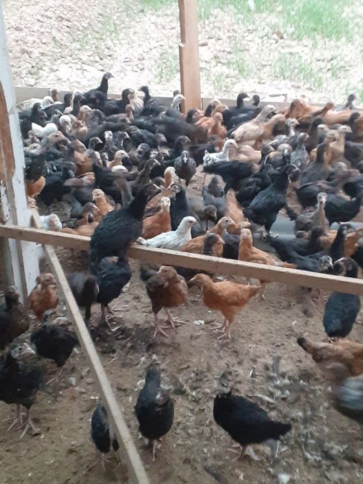 Жужалар сотилади