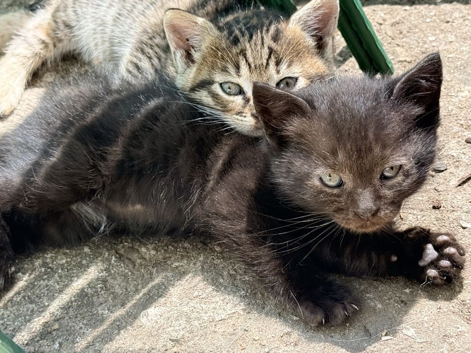 Подарявам котенца
